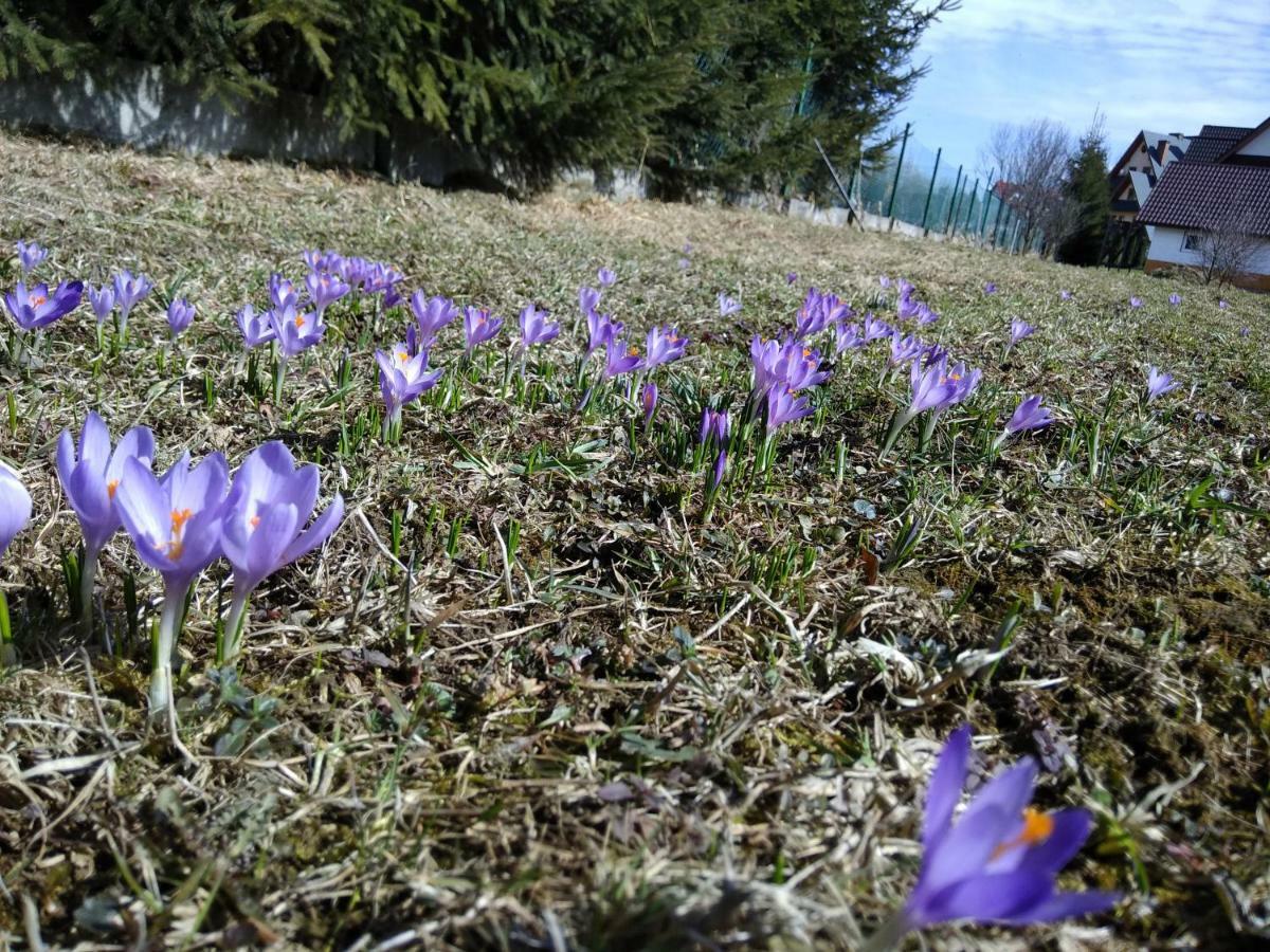 Czarna Jagoda Czarna Góra Esterno foto